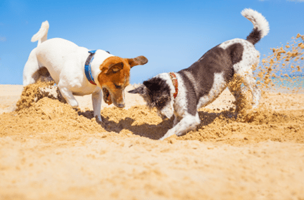chiens à la plage dans le sable