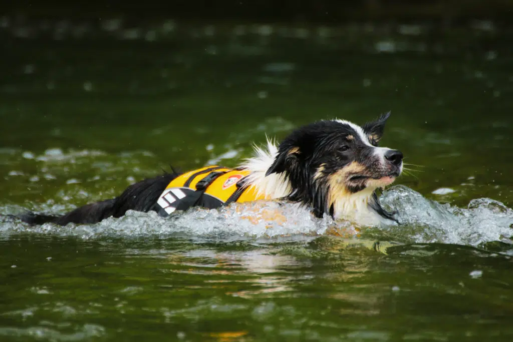 chien dans l'eau