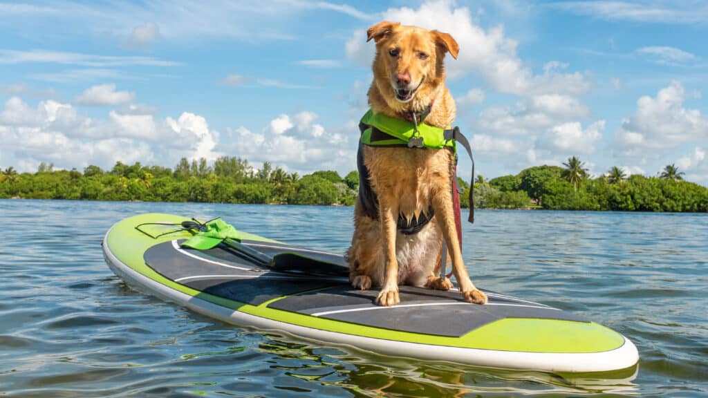 Golden Retriever Cani-paddle