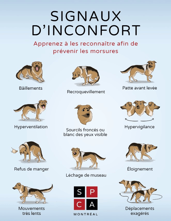 Conseils si vous avez un chien agressif Canidélite