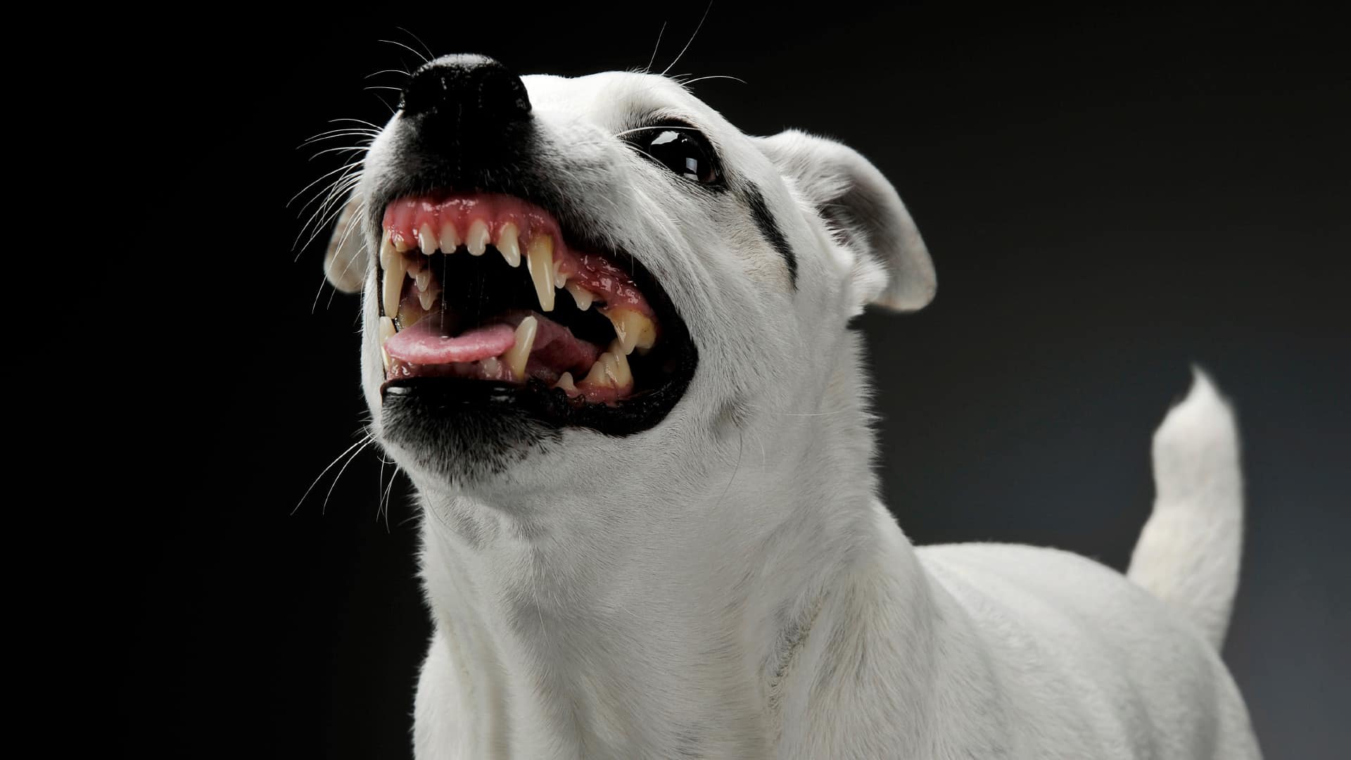 Conseils si vous avez un chien agressif Canidélite