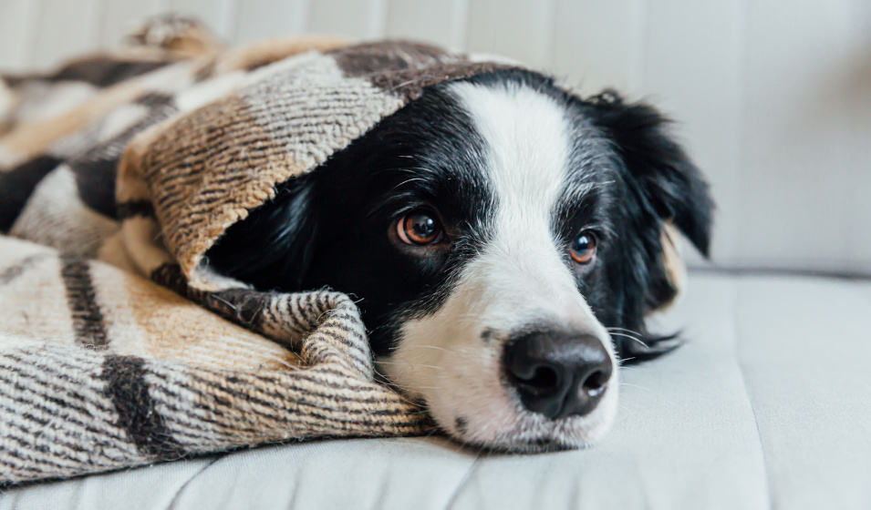 Canidélite Mon chien craintil le froid ? Conseils et astuces pour cet hiver.