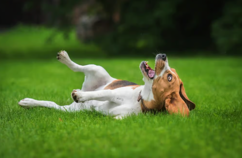 Pourquoi les chiens se roulent dans le caca